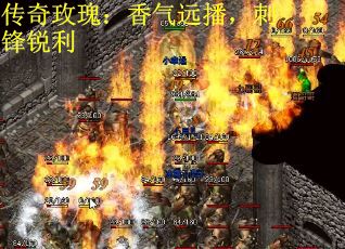 传奇玫瑰：香气远播，刺锋锐利